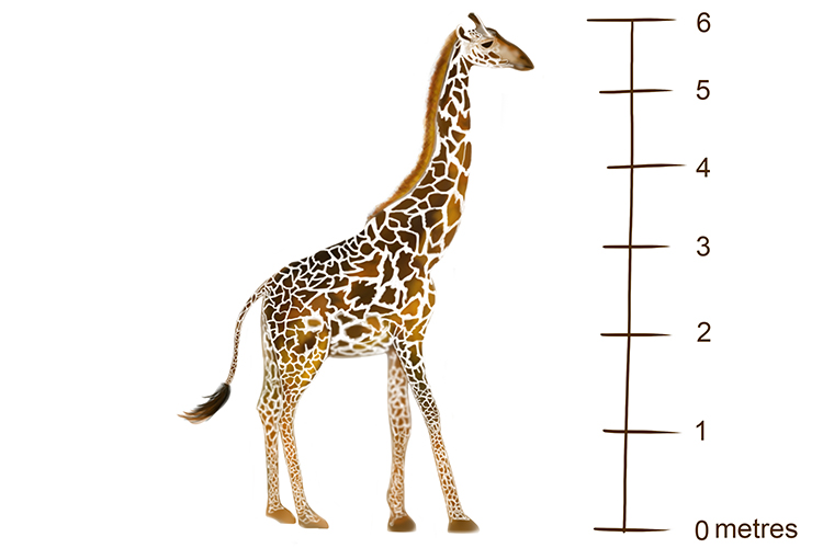 The long neck of the giraffe is an anatomical adaptation which allows it to reach the highest leaves of the acacia tree